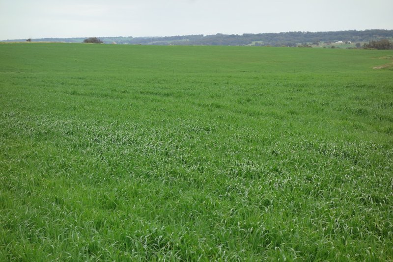 Photo - The Springs 170 Groves Road, Dumberning WA 6312 - Image 16