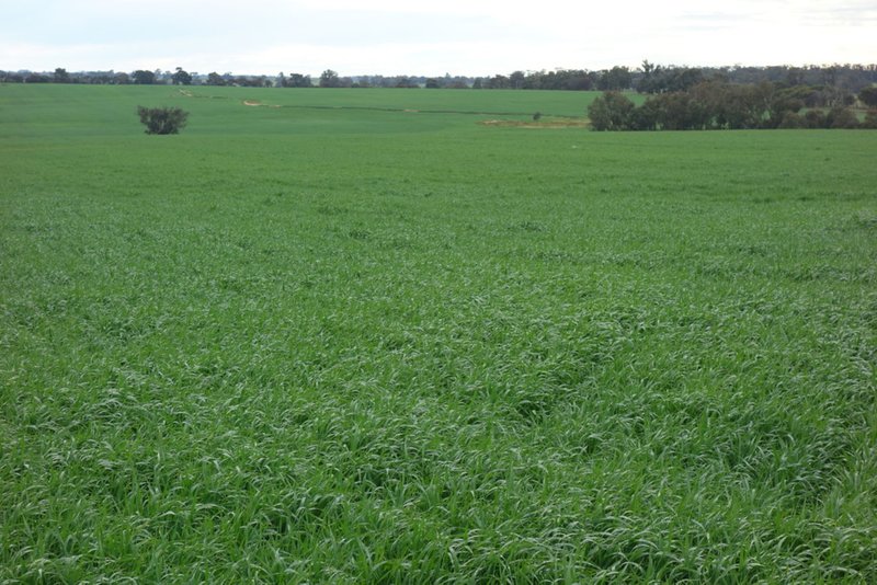 Photo - The Springs 170 Groves Road, Dumberning WA 6312 - Image 17