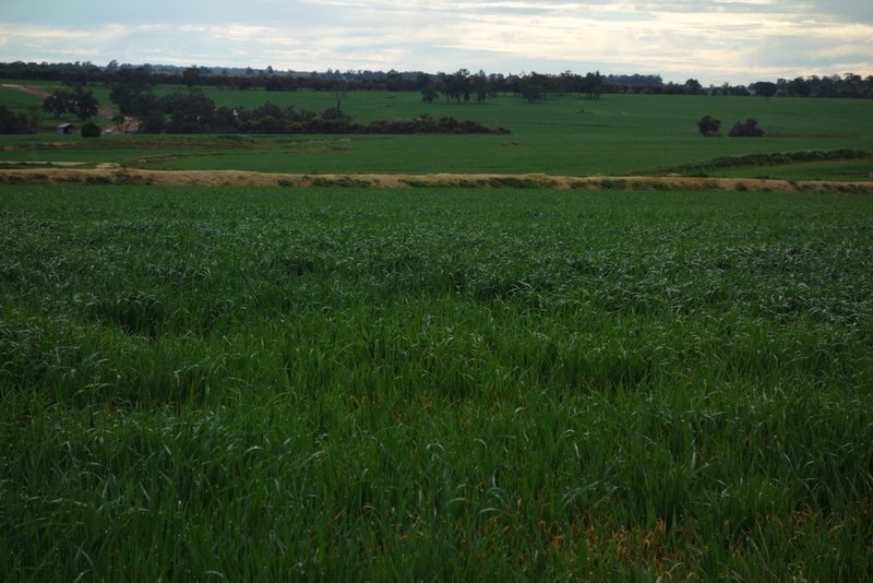 Photo - The Springs 170 Groves Road, Dumberning WA 6312 - Image 20