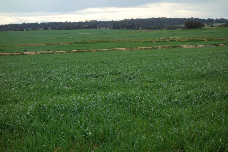 Photo - The Springs 170 Groves Road, Dumberning WA 6312 - Image 21