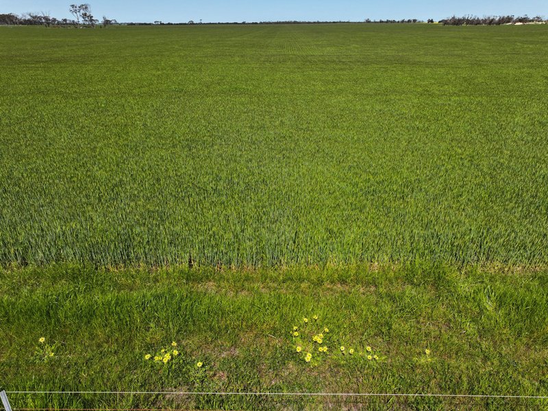 Photo - . Tieline Road, Broomehill East WA 6318 - Image 6