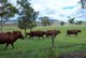 Photo - 'Torwoodlea' 1023 Greenmount-Hirstvale Road, Hirstglen QLD 4359 - Image 14