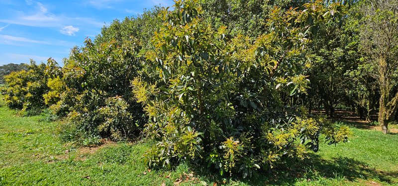 Photo - Tregeagle NSW 2480 - Image 19