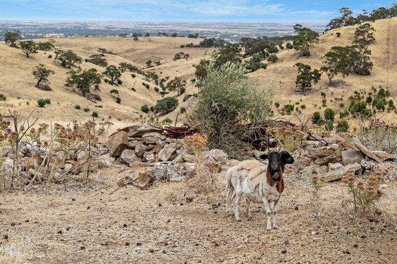 Photo - 'Trimbolis' Medlow Road, Uleybury SA 5114 - Image 12