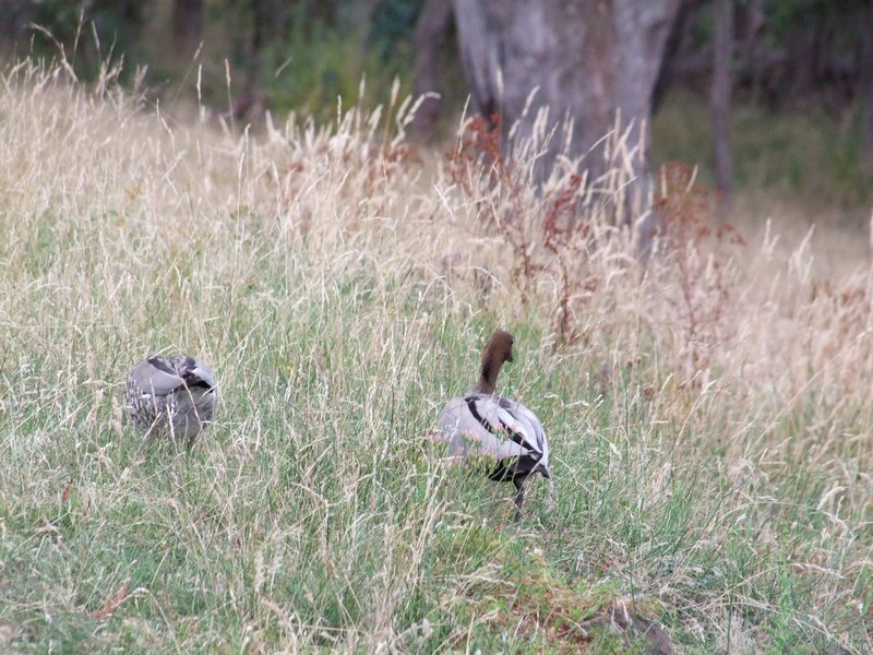 Photo - Tumbarumba NSW 2653 - Image 15