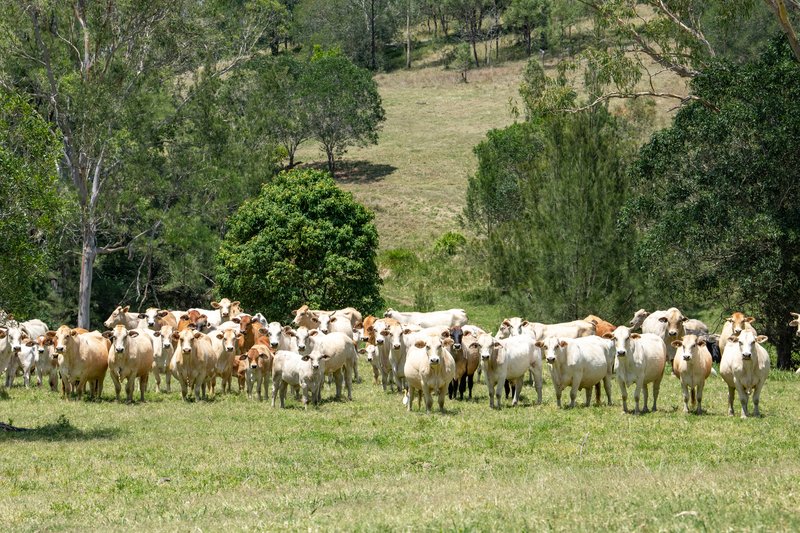 Photo - Various Lots Lake Manchester Road, Lake Manchester QLD 4306 - Image 33