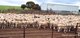 Photo - . Waitavalo Farms , Narembeen WA 6369 - Image 2