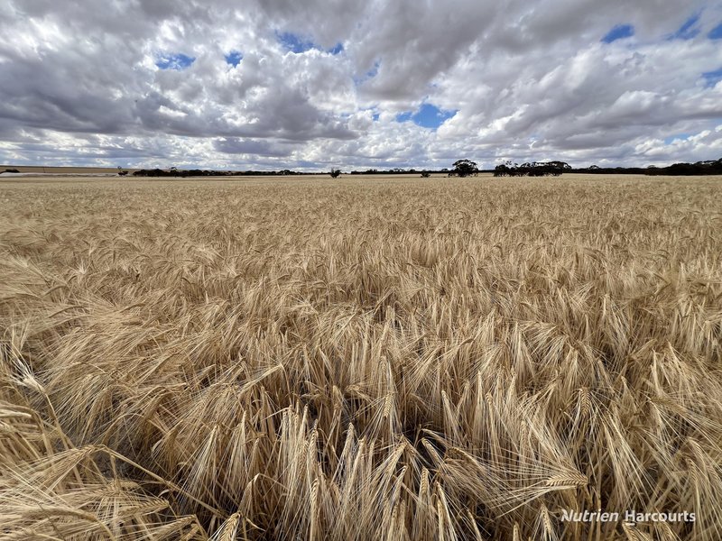 Photo - . Waitavalo Farms , Narembeen WA 6369 - Image 3
