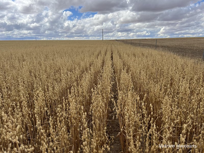 Photo - . Waitavalo Farms , Narembeen WA 6369 - Image 7