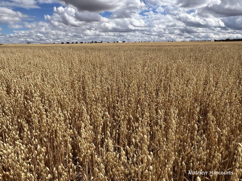 Photo - . Waitavalo Farms , Narembeen WA 6369 - Image 17