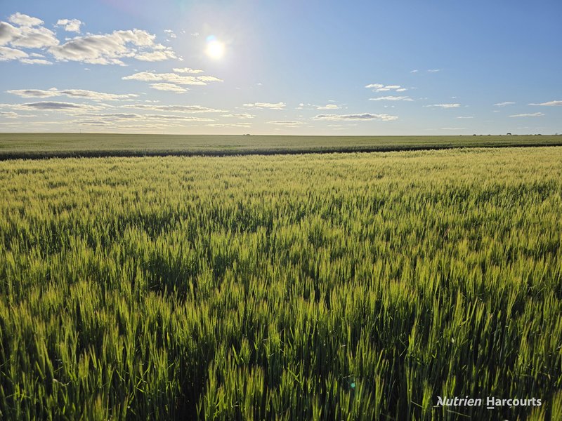 Photo - . Waitavalo Farms , Narembeen WA 6369 - Image 19