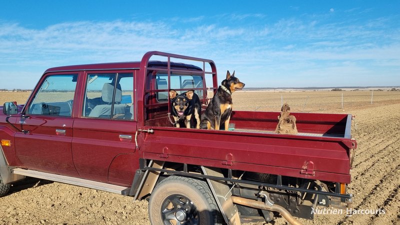 Photo - . Waitavalo Farms , Narembeen WA 6369 - Image 23