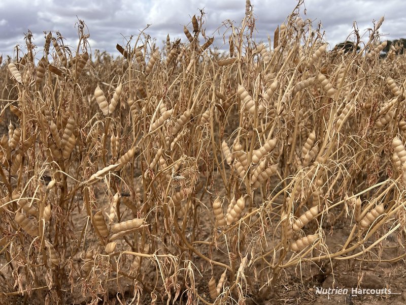 Photo - . Waitavalo Farms , Narembeen WA 6369 - Image 27