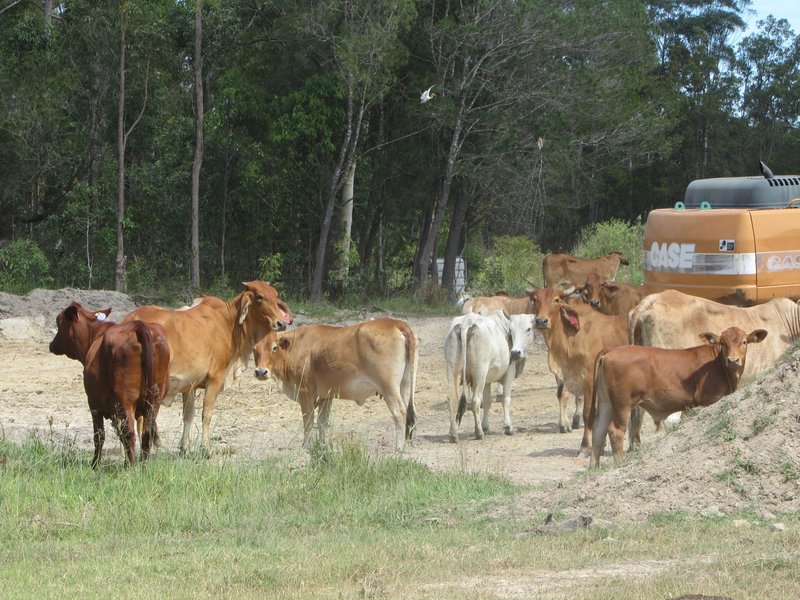 Photo - Wamuran QLD 4512 - Image 8