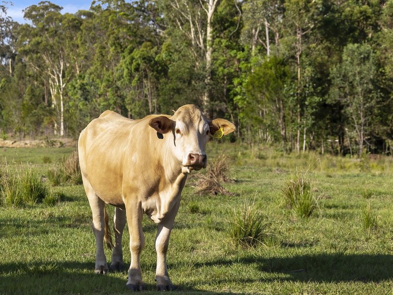 Photo - Wamuran QLD 4512 - Image 4