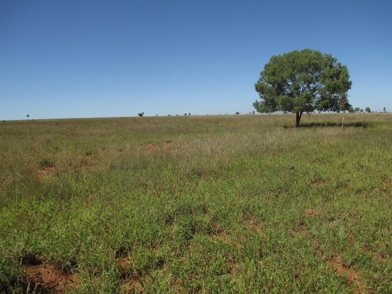 Photo - 'Warragul The Range Road, Roma QLD 4455 - Image 19