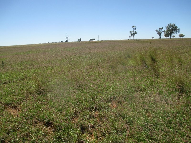 Photo - 'Warragul The Range Road, Roma QLD 4455 - Image 23