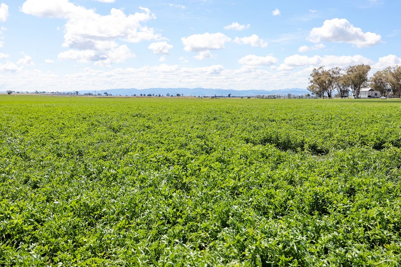 Photo - 'Weroona' Willans Lane, Tamworth NSW 2340 - Image 8