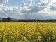 Photo - "Whitewood" Glen Logan Road, Cowra NSW 2794 - Image 1