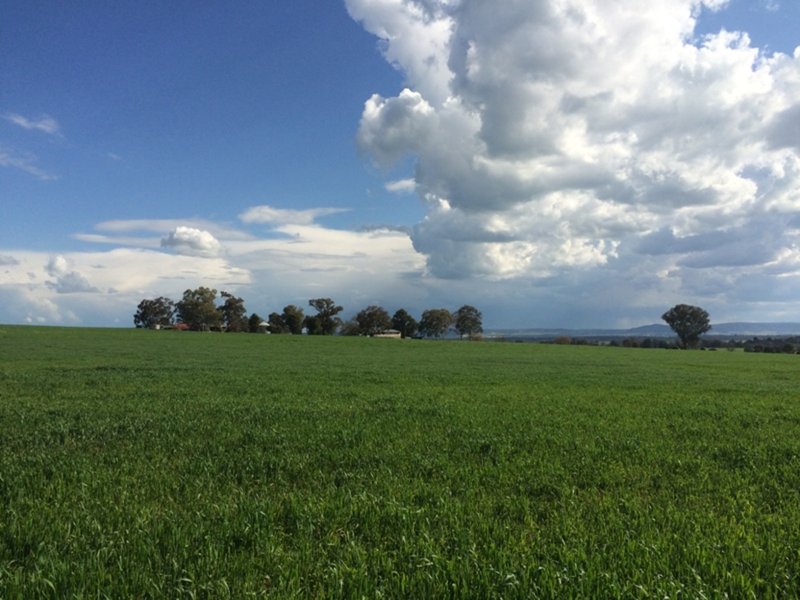 Photo - "Whitewood" Glen Logan Road, Cowra NSW 2794 - Image 7