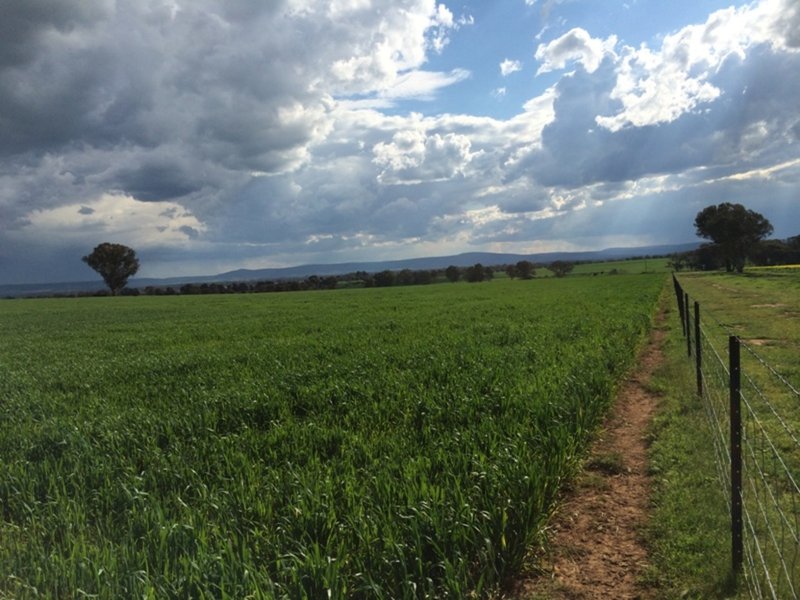 Photo - "Whitewood" Glen Logan Road, Cowra NSW 2794 - Image 11