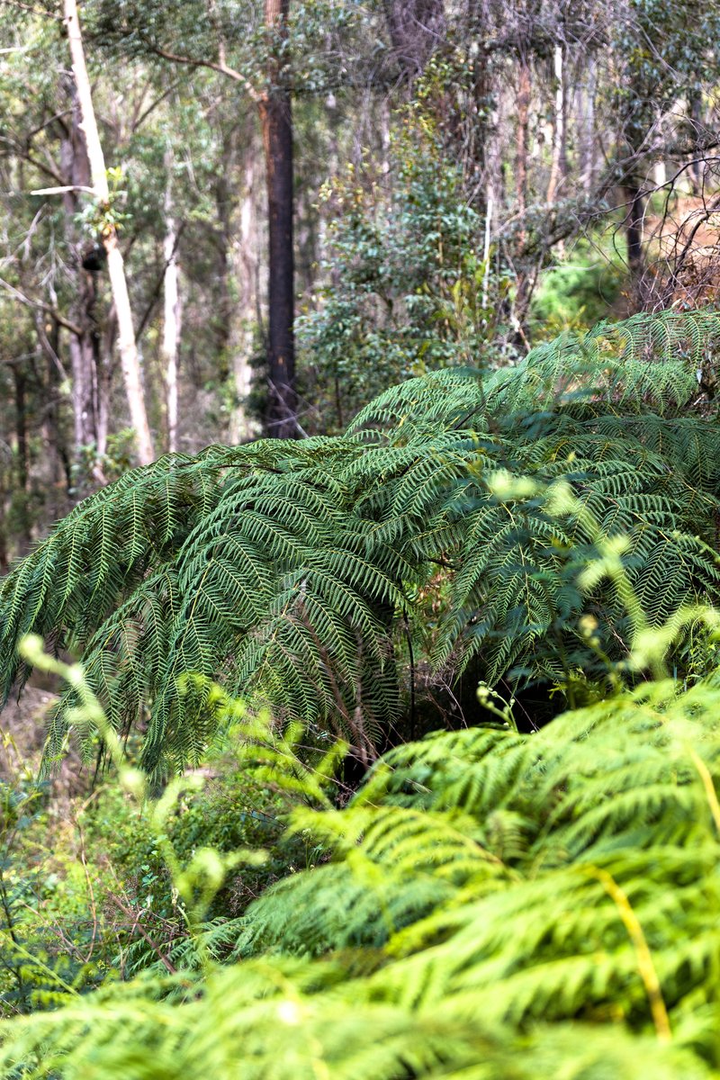 Photo - 'Wilds' Enfield Range Road, Cells River NSW 2424 - Image 7