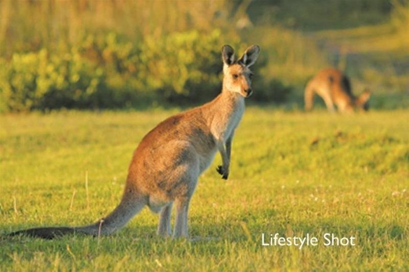 Photo - Woopi Beach Estate/L Hearnes Lake Road, Woolgoolga NSW 2456 - Image 6