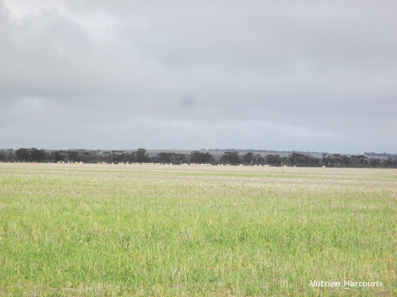 Photo - . Wooroonga , Newdegate WA 6355 - Image 5