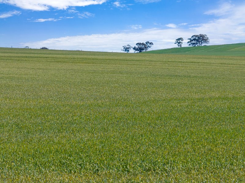 Photo - 'Wurinya' Hansborough Road, Buchanan SA 5374 - Image 10