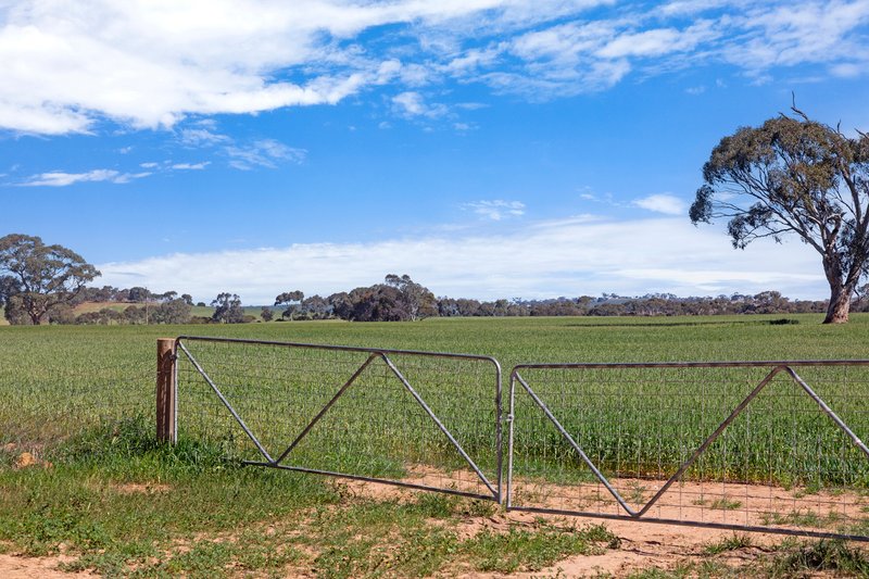 Photo - 'Wurinya' Hansborough Road, Buchanan SA 5374 - Image 18