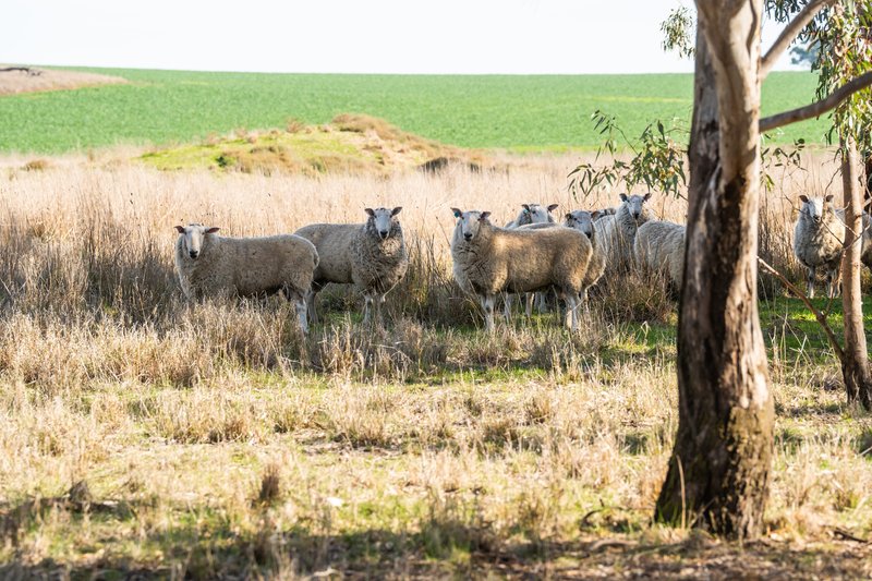 Photo - . Yarrawonga Berrigan Road, Mulwala NSW 2647 - Image 14