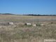 Photo - . Yarto - Speed Road, Patchewollock VIC 3491 - Image 11