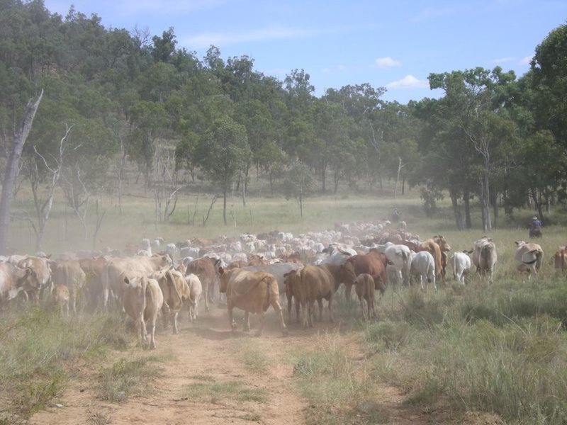 Yellow Bank Road, Injune QLD 4454