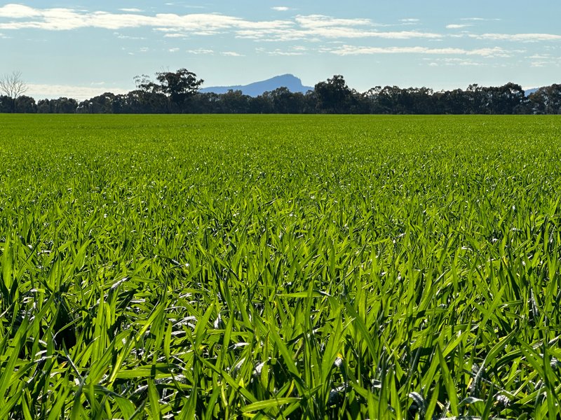 Photo - Yerong Creek NSW 2642 - Image 8