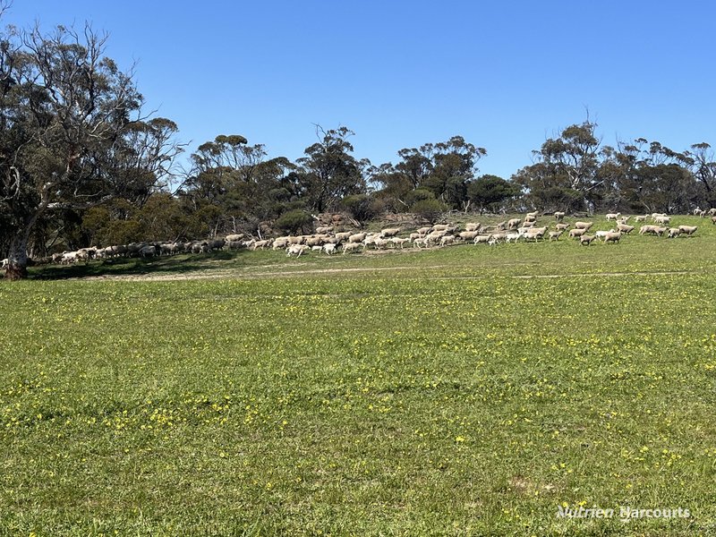 Photo - . 'Yooralling' , Cunderdin WA 6407 - Image 9