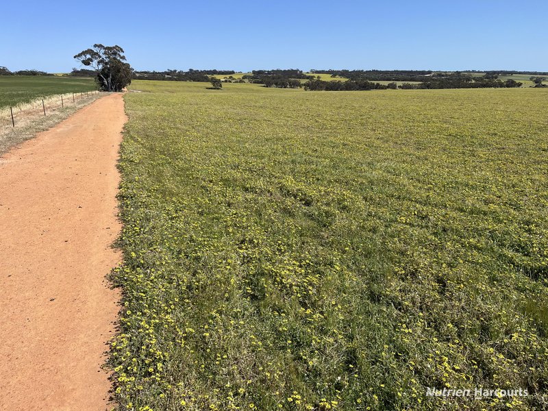 Photo - . 'Yooralling' , Cunderdin WA 6407 - Image 5