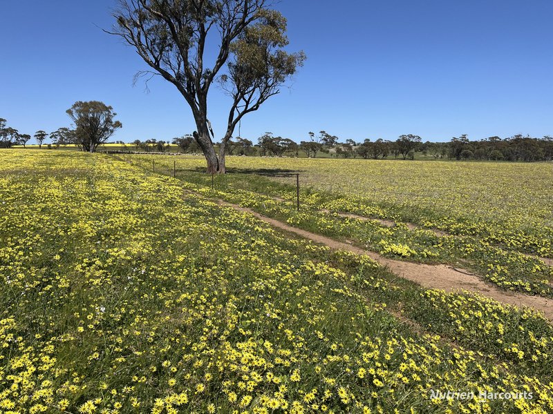 Photo - . 'Yooralling' , Cunderdin WA 6407 - Image 8